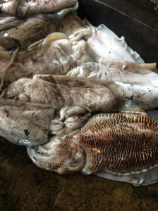 Monster Squid at the Fish Market in Negombo, Sri Lanka
